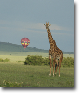 Kenya Safari