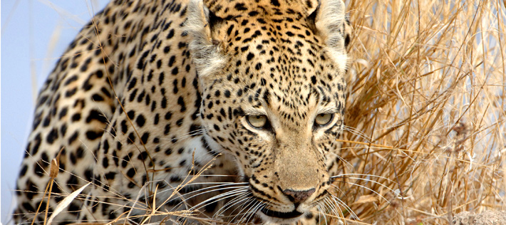 South Africa