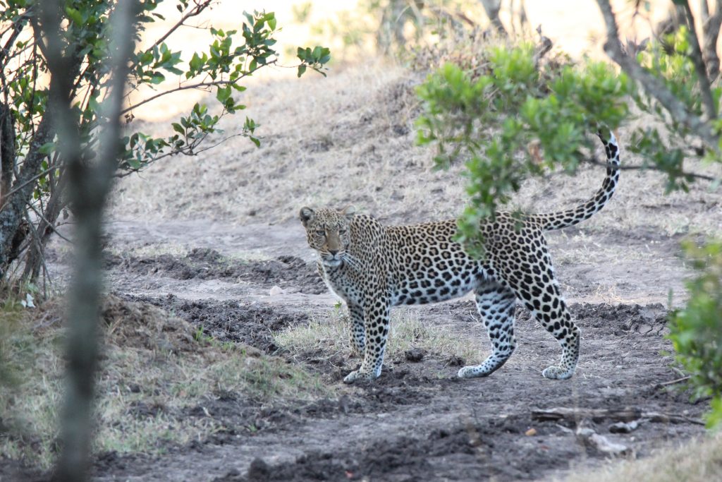 A rare spot of a Leopard Leopard in the Masai Mara, Kenya