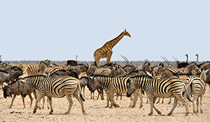 NAMIBIA