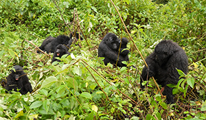 RWANDA