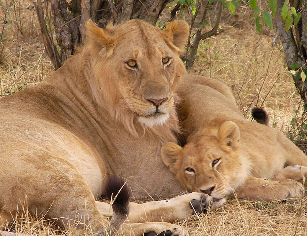 safari and wildlife image