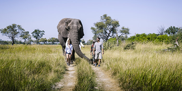 Living with elephants