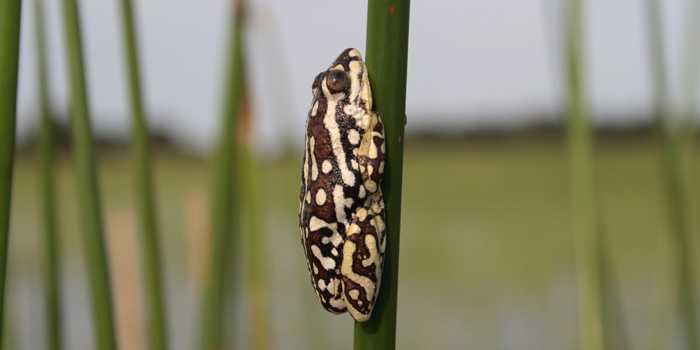 Painted Reed Frog Painted Reed Frog