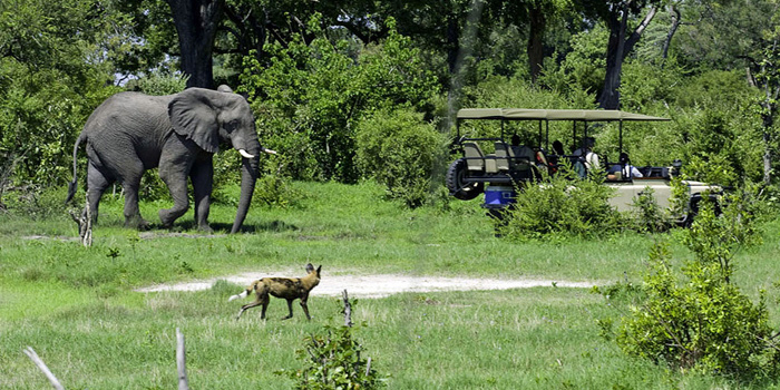 Game drive
