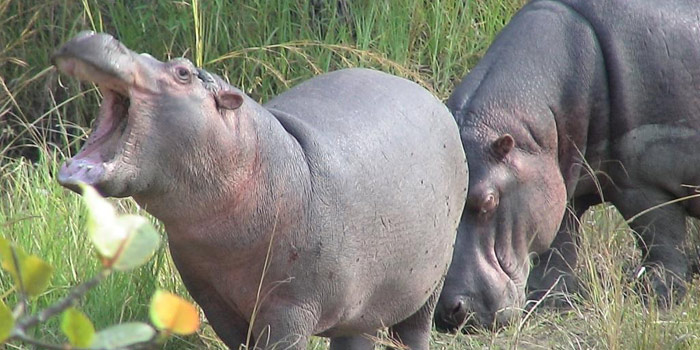 Hippos near Lake Chamo