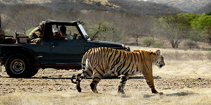 Ranthambore Park