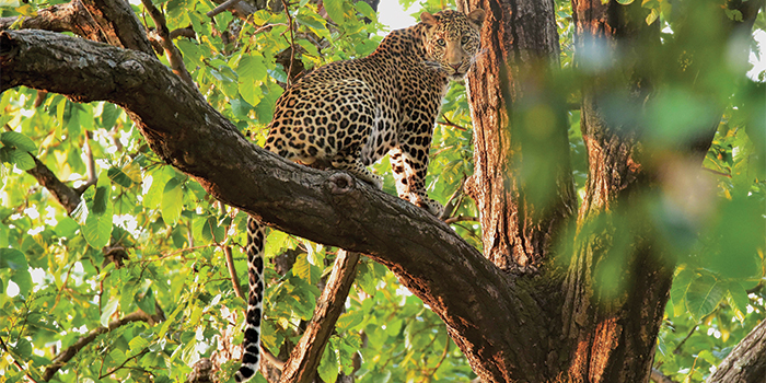 Leopard