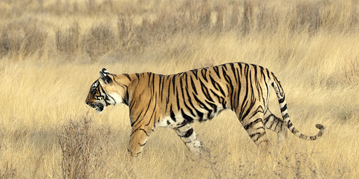 Ranthambore Ranthambore