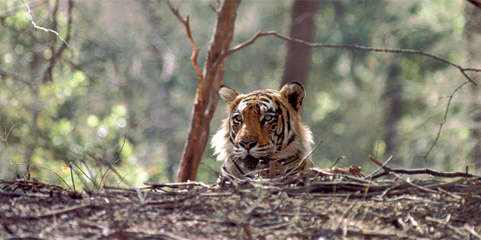 Tiger Tiger