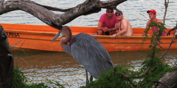 Heron