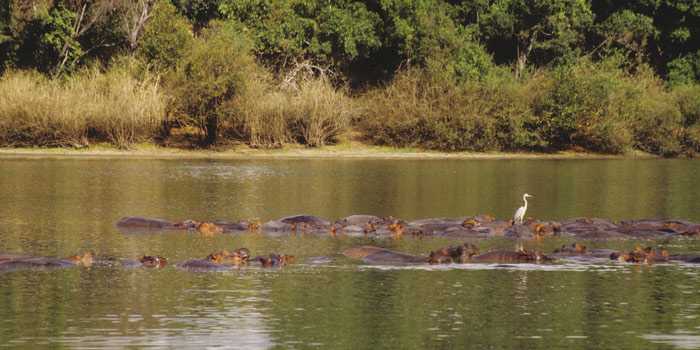 Hippos Hippos