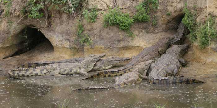 Crocodiles Crocodiles