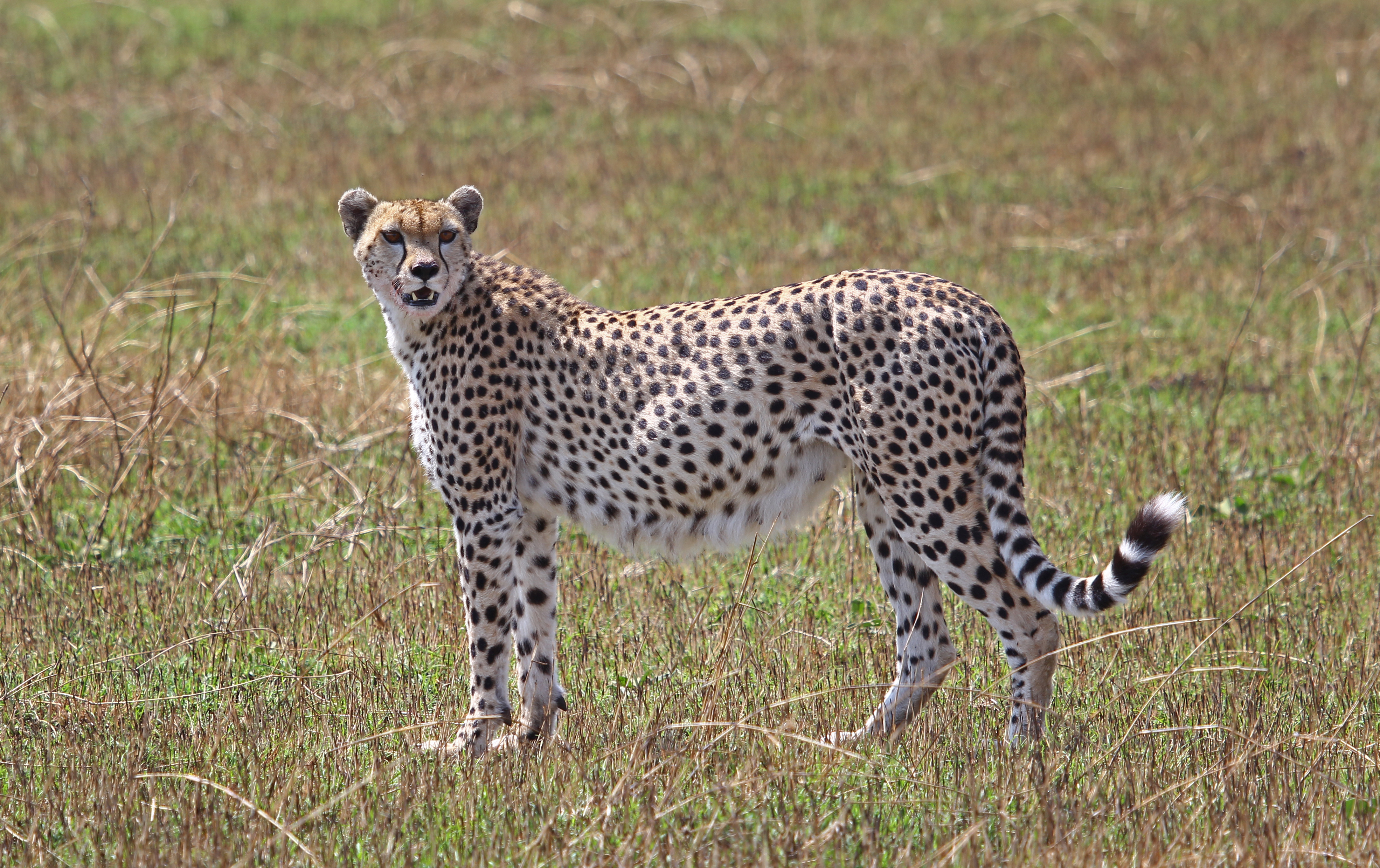 Cheetah Cheetah