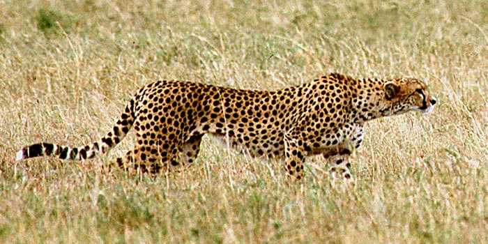 Cheetah