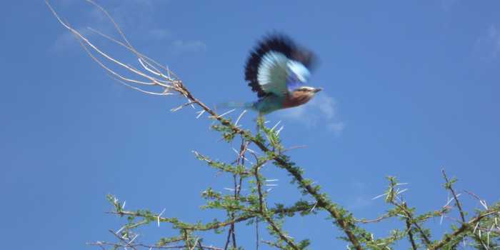 Lilac breasted roller