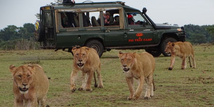 See animals on game drives