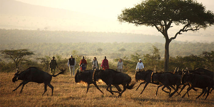 Walking safari