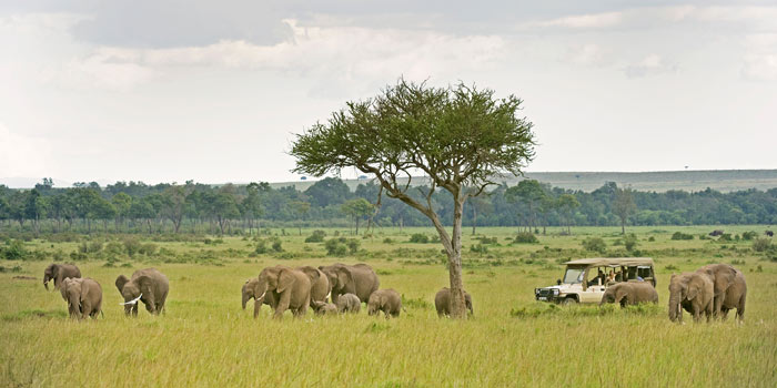 Game drive