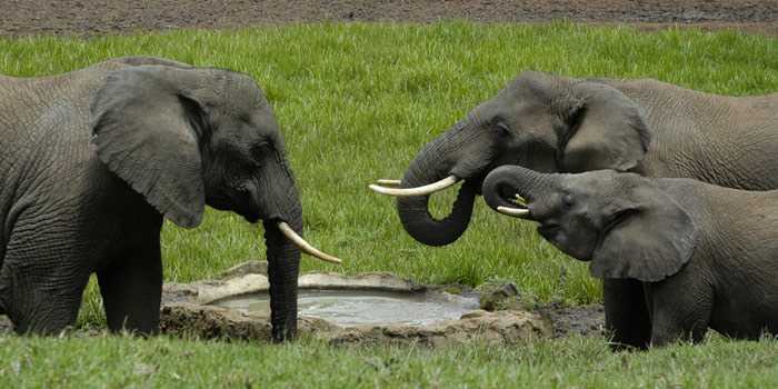 Elephants at waterhole