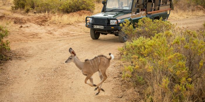 Game drives