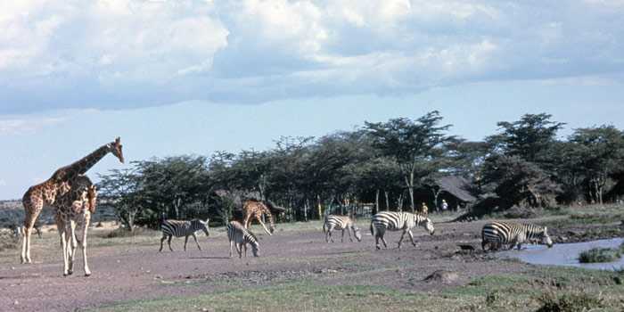 Waterhole