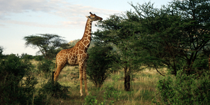 Wildlife Wildlife