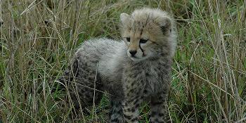 Baby Cheetah
