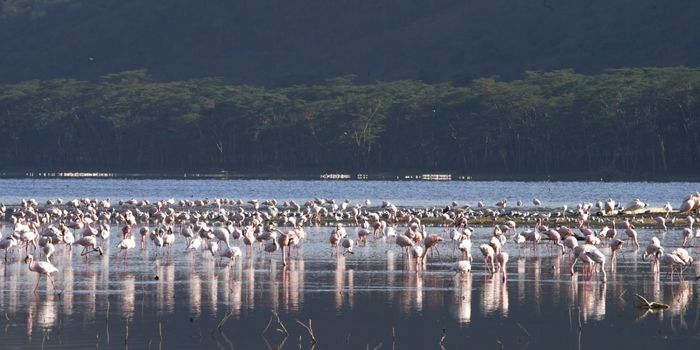 Lake Nakuru Flamingoes