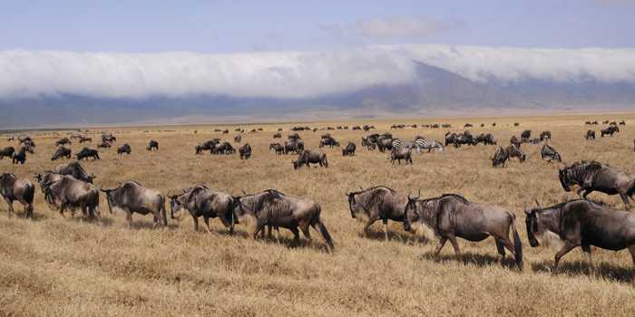 Ngorongoro Crater Ngorongoro Crater