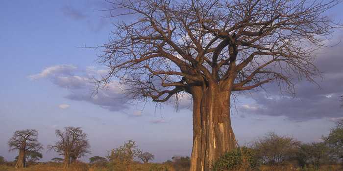 Baobab trees Baobab trees