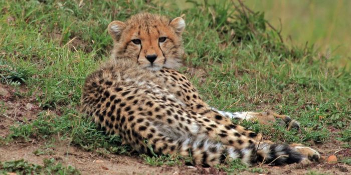 Cheetah Cheetah