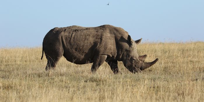Rhino Rhino