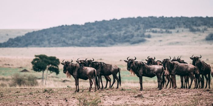 Wildebeest Wildebeest