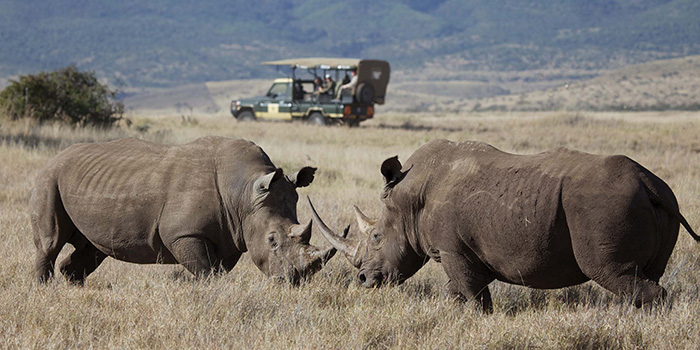 Game drive Game drive