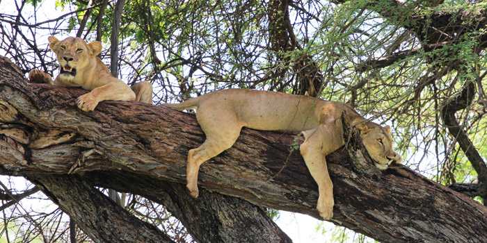 Lions Lions