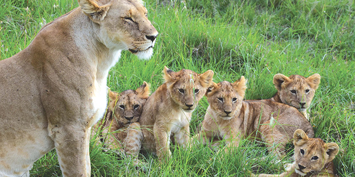 Masai Mara Masai Mara