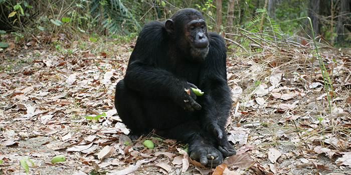 Chimpanzee Sanctuary Chimpanzee Sanctuary