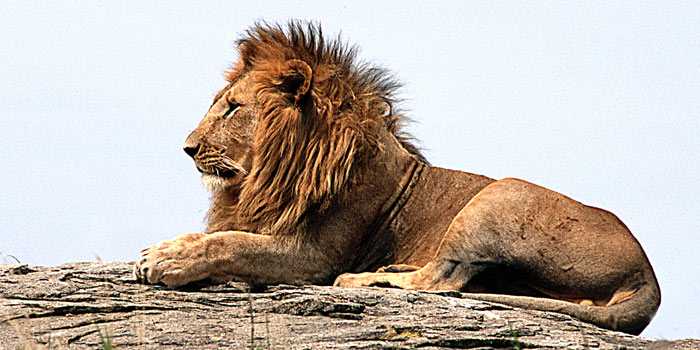 Lion in the Mara Lion in the Mara