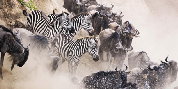 Migration
