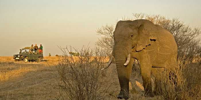 Game drive