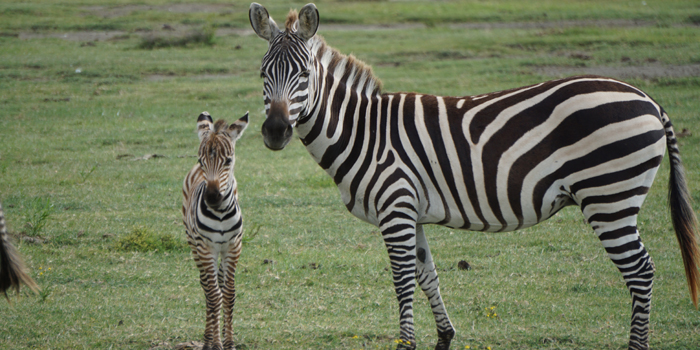 Wildlife Wildlife