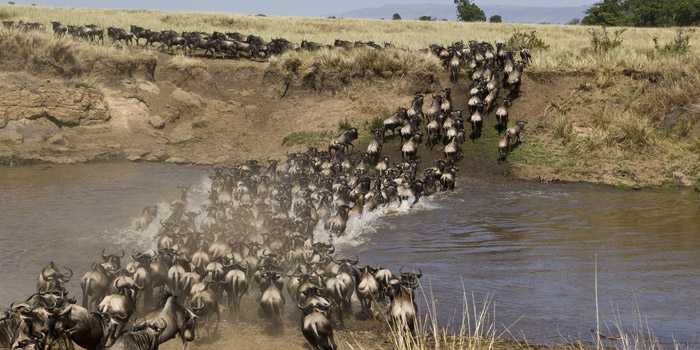 Migration