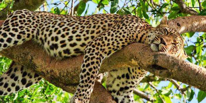 Leopard in tree