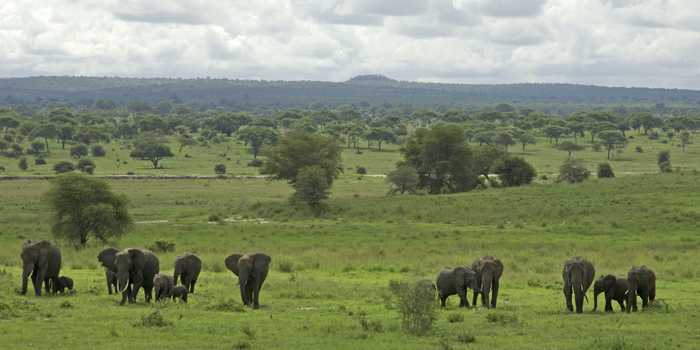 Elephants in Tarangire