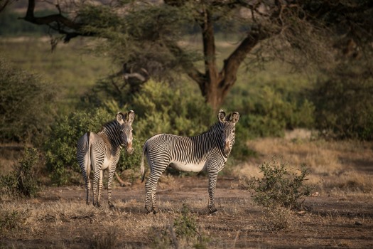 Game Drives