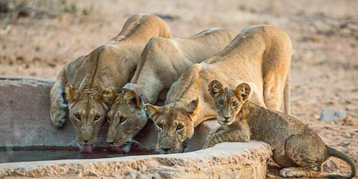 View of waterhole from hide