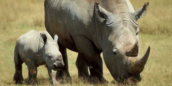 White rhinos White rhinos