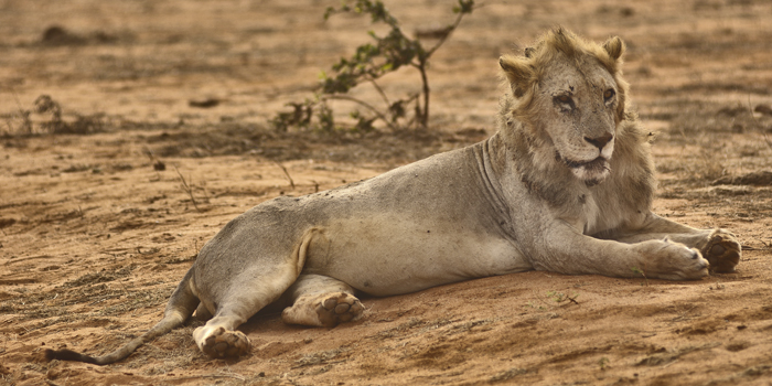 Tsavo lion