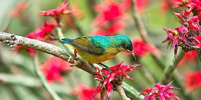 Garden visitor